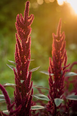 burgundy amaranth in the light of the evening sun