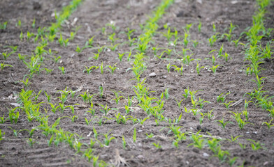 Corn emerging in the field. Small corn plants, saturated green in color. Moist and fertile soil in the field.