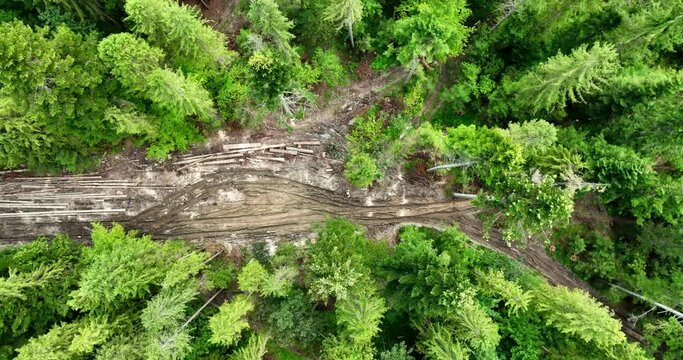 Logs of trees lie on the ground among green trees, aerial view, and top view. Logging. Deforestation. Harvesting of wood, harvesting of firewood, illegal cutting of forest.