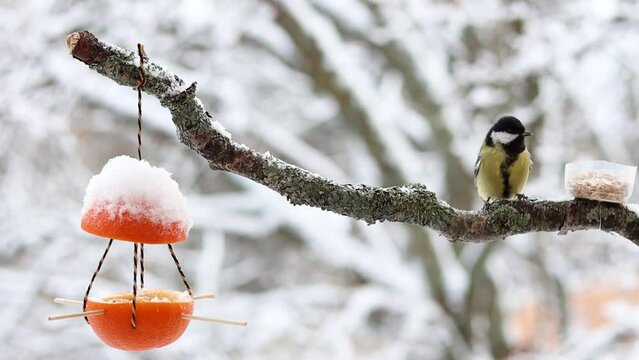 Great tit eats from DIY bird feeder bowl and flies away in slow motion in a snowy garden