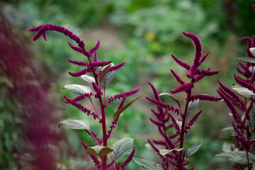 Blooming burgundy amaranth in the garden