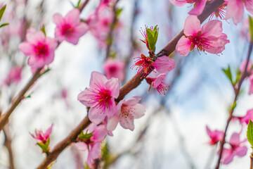 Beautiful bloom pink cherry blossom sakura in spring with clear blue sky and flare of natural light,