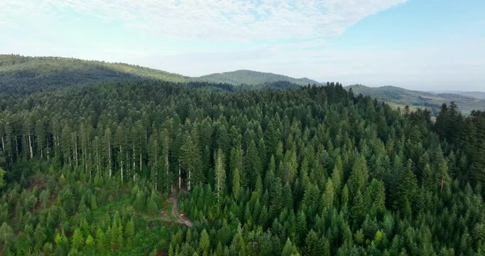 Aerial Drone view of Green coniferous forest on a summer day. Non-urban panoramic landscape