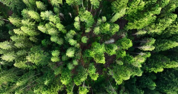 Birds Eye View of Green Forest on a summer sunny day. Treetops of coniferous trees in the woodland. Non-urban natural scene