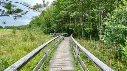mixed forest growing wild in park scenic path