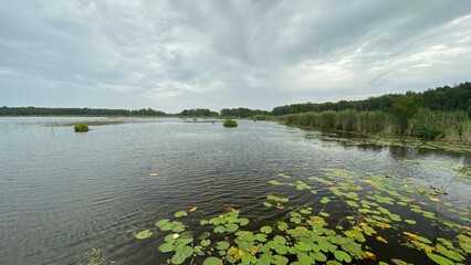 Nymphaea alba European white water lily large green leaves