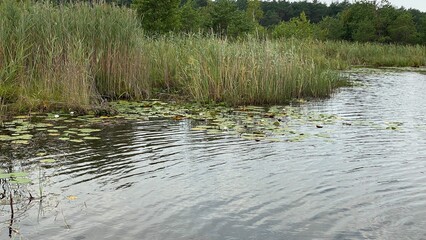 Nymphaea alba European white water lily large green leaves