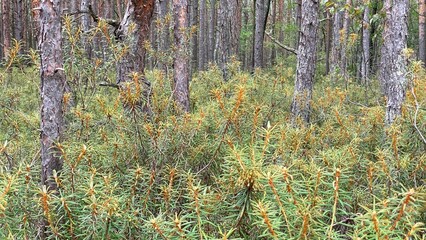 Rhododendron tomentosum growing in swamp species of heather family in park by scenic path