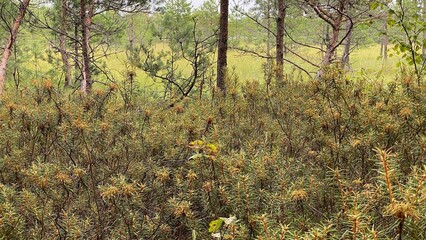 Rhododendron tomentosum growing in swamp species of heather family in park by scenic path