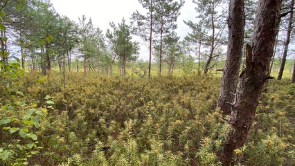 Rhododendron tomentosum growing in swamp species of heather family in park by scenic path