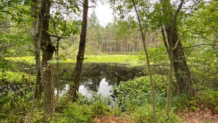 mixed forest growing wild in park scenic path