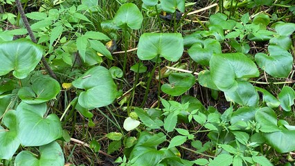 Flowering calla palustris growing in swamps and peat bogs