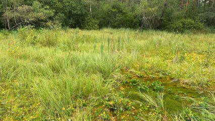 mixed forest growing wild in park scenic path
