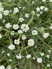Berteroa incana plant with white flowers growing in park