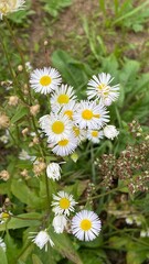 Bellis perennis plant growing wild in park © Józef
