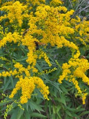 Solidago virgaurea yellow flowers green leaves