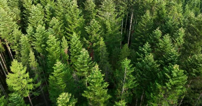 Aerial Drone view og green trees in coniferous forest. Woodlands in summer day