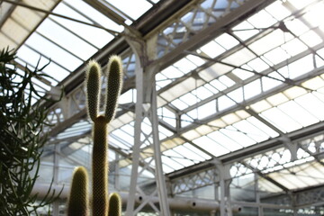 Selective focus close-up view shot of a cactus 