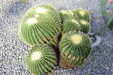 Selective focus close-up view shot of a cactus 