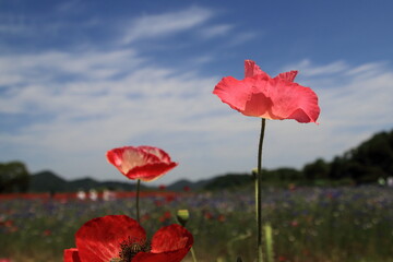 red poppy in the field