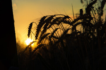 Ripe ears of wheat, against the backdrop of the setting sun, wheat silhouette, horizontal frame