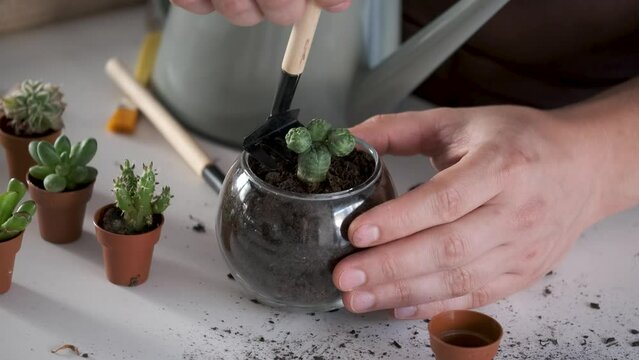 Man's hands embed a Lophophora, spineless, button-like cacti in soil. Home gardening.
