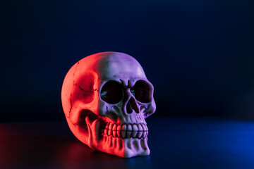 Side view of model of the human skull in neon red and blue lights on the dark background. Concept of terror, physiology learning and drawing. Halloween decor concept. Selective focus, copy space
