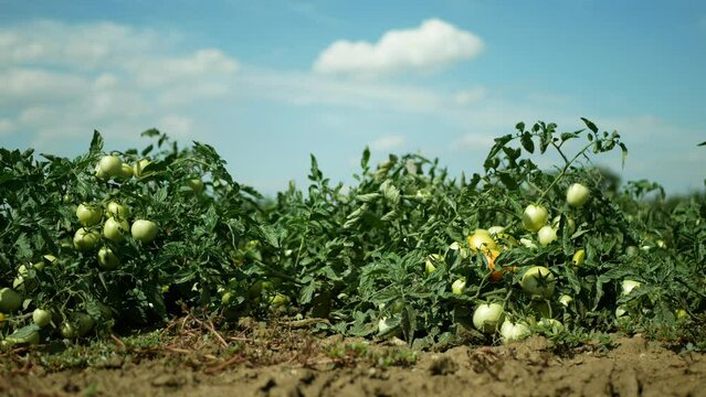 Tomato bush field ground bio unripe green branch tomatoes immature crop vegetable plant grow field Solanum lycopersicum farm farming brushwood modern growth garden organic Europe