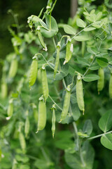 Cultivation of green peas in the garden, homemade vegetables.