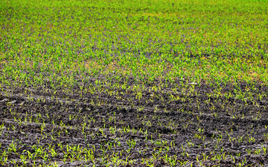 Corn crop on farm field. Grow and plant corn. Corn crop gardening. Cornfield, young sprouts growing in rows. Rows of young corn plants on farm field in the sun