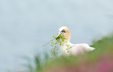 Northern gannet with nesting material in the beak