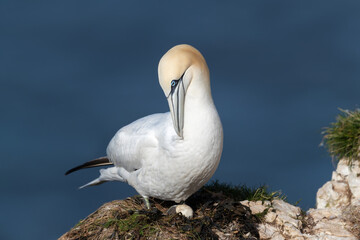 Close up of a nesting Northern gannet with egg