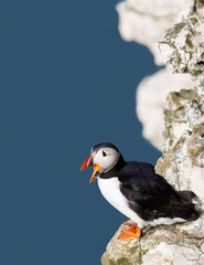 Naklejka premium Atlantic puffin calling on a cliff edge