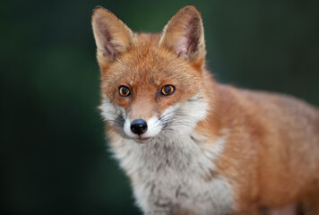 Portrait of a Red fox (Vulpes vulpes)