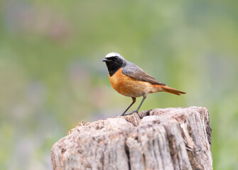 Common Redstart perched on a tree trunk