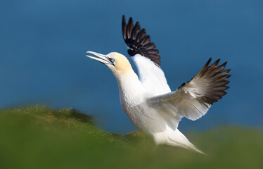 Northern gannet with open wings against blue background