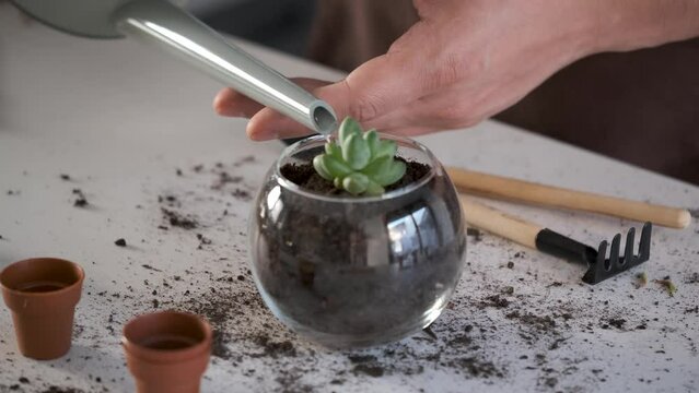 Man's hands watering a mini Pachyphytum compactum, Little Jewel succulent plant after transplanting to a crystal vase pot. Home gardening.