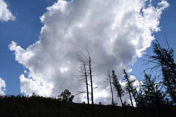 Silhouettes of dried larches standing on the mountainside against the background of clouds and blue sky