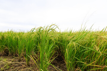 Obraz premium Rice field organic and natural concept