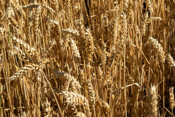 Fototapeta premium Ears of wheat on a blurred background