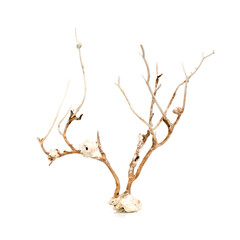 Image of dry natural coral or coralline isolated on white background.