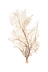 Naklejka premium Image of dry natural coral or coralline isolated on white background.