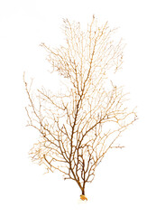 Obraz premium Image of dry natural coral or coralline isolated on white background.