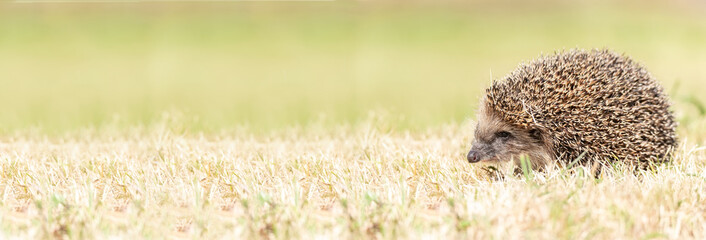 hedgehog on the grass.. © alexbush