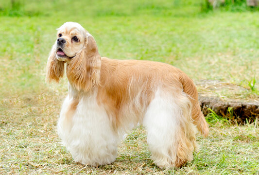 A young beautiful fawn, light cream and white American Cocker Spaniel dog standing on the grass, with its coat clipped into a show cut.The Cocker Spanyell dog is an intelligent, gentle and merry breed