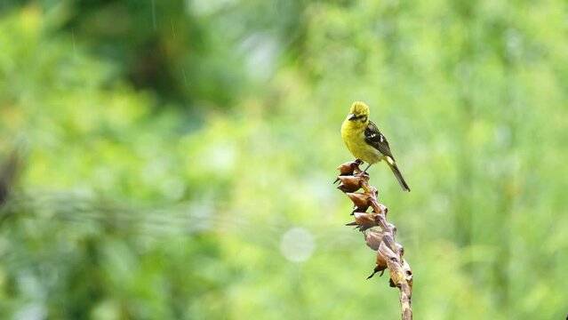 Costa Rica Wildlife Bird in the Rain, Baltimore Oriel (icterus galbula), Raining on a Colourful Yellow Exotic Bird in Rainforest, Perching on a Branch at San Gerardo de Dota, Central America