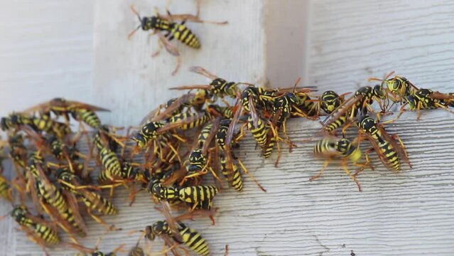 Extreme Close Up Macro Shot of Wasps Swarming on Side of a Building in the Summer Outdoors