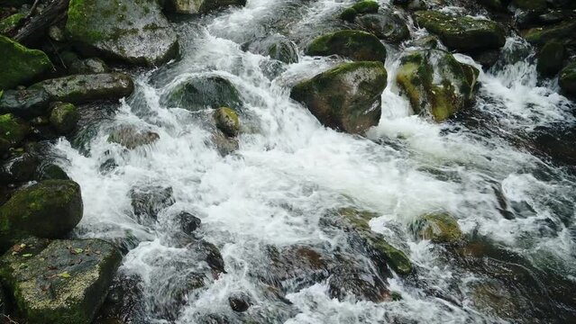 Close Up Detail of Rainforest River Landscape in Costa Rica, Water Flowing in Beautiful Nature and Tropical Jungle Scenery, Savegre, San Gerardo De Dota, Central America