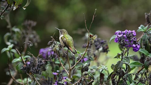 Hummingbird in Costa Rica Wildlife, Volcano Hummingbird (selasphorus flammula) in the rain on a flower in the Rainforest, Amazing Beautiful Nature, Costa Rica, Central America