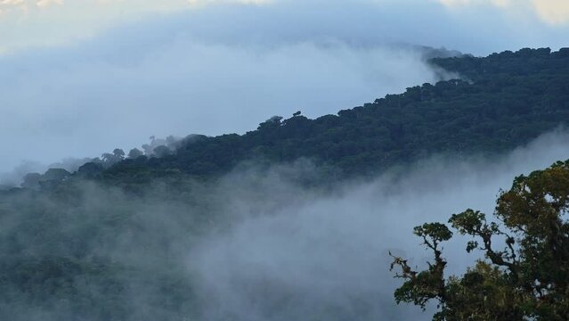 Costa Rica Misty Rainforest Landscape with Mountains Scenery in Jungle with Low Lying Mist and Clouds Rolling Through Valley in Atmospheric Blue Colour Tones, Los Quetzales National Park